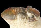 Bargain, Paralejurus Trilobite Fossil - Morocco #134050-5